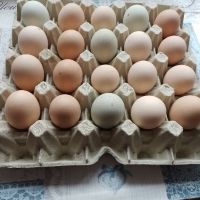 Домашни яйца от свободни кокошки , снимка 1 - Домашни продукти - 45759667