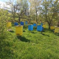 Пчелни отводки , снимка 4 - Пчелни продукти - 45179642