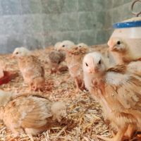 Малки пилета от един ден до 1 месец , снимка 1 - Кокошки и пуйки - 45220177