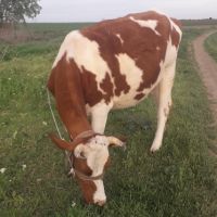 Крава Холщайн заплодена с 2 -ро теле, снимка 2 - Крави - 45428999