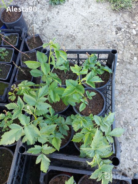 Разсад Къпини (пикиран), снимка 1