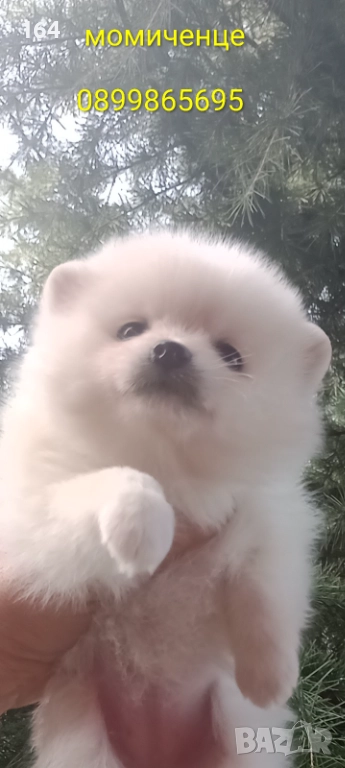 Померани. Белички. Реални снимки !!!, снимка 1