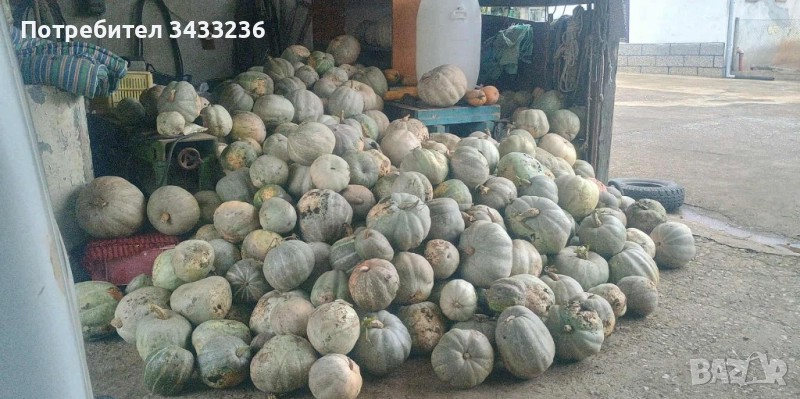 Бели тикви български , снимка 1