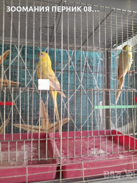 поен папагал мъжки и женски , снимка 1