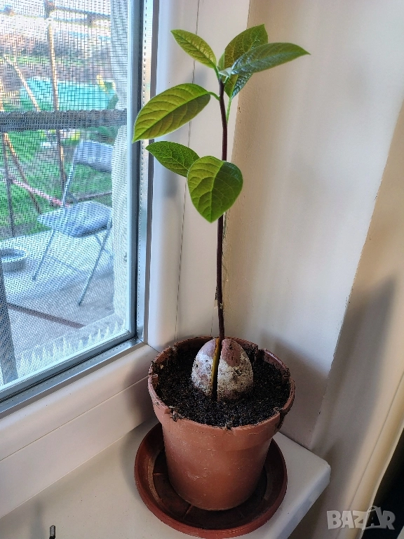 Авокадо разсад , снимка 1