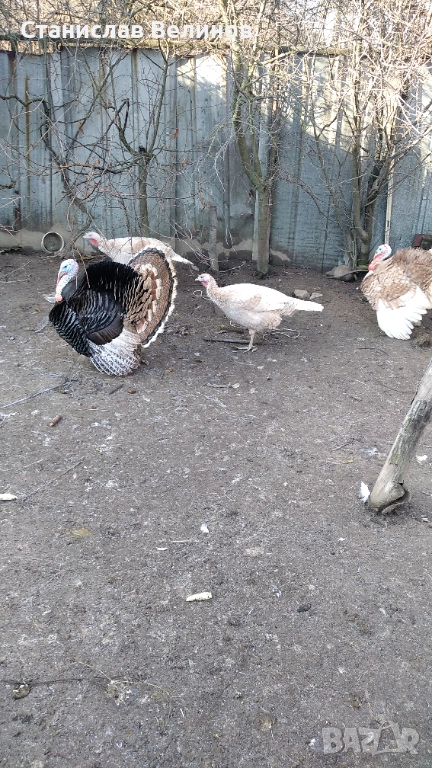 Продавам пуйки , снимка 1