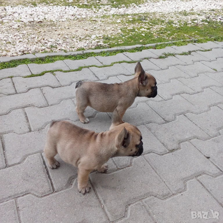 Вече с две ваксини и обезпаразитени многократно , снимка 1