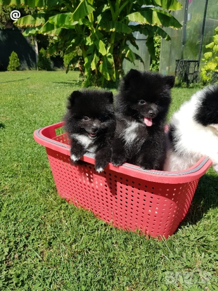 Померан померани, снимка 1