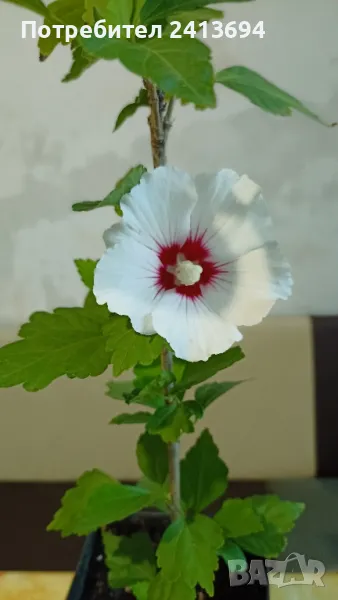 дървовидна градинска ружа - hibiscus syriacus Red heart , снимка 1