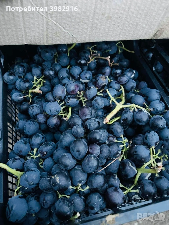 Грозде за ракия , снимка 1