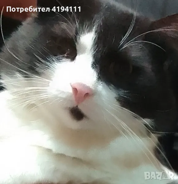 Мъжки котарак, снимка 1