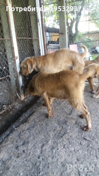 Бараци обучени за лов на диви свине , снимка 1