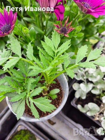 Латинка, тагетис, невен и босилек , снимка 5 - Градински цветя и растения - 54172455