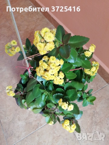 Цвете каланхое