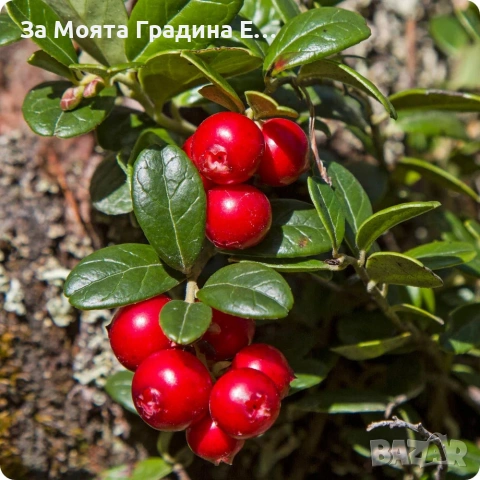 Червена Американска Боровинка, снимка 4 - Разсади - 53633116