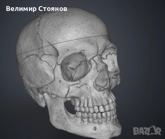 Анатомични макети на човешката костна система