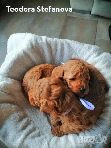 Мини пудели 