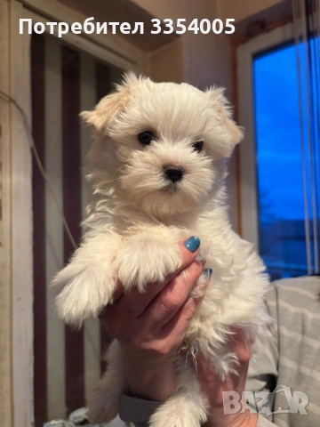 Йорки голд дъст, снимка 3 - Йоркширски териер - 53904207