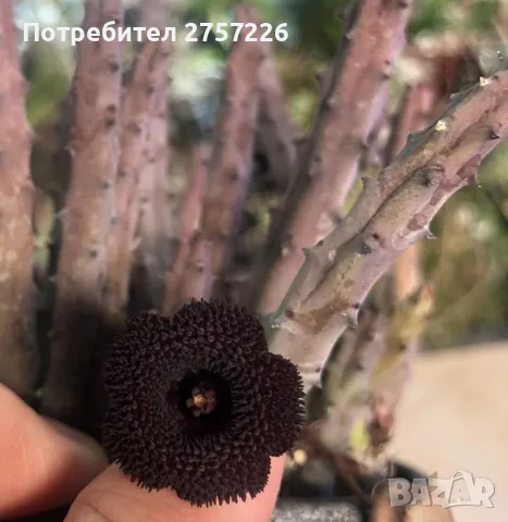 Huernia pendurata , снимка 5 - Стайни растения - 46096286