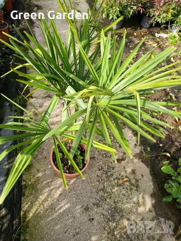Палми Trachycarpus Fortunei – 1 метър височина, снимка 4 - Градински цветя и растения - 52596475
