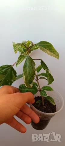 Hibiscus variegata, снимка 4 - Стайни растения - 47238665