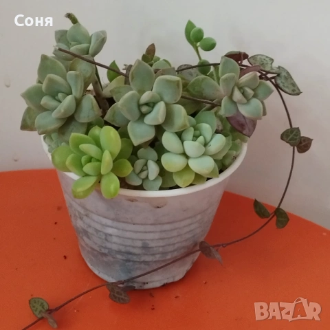 Сукуленти вкоренени микс, снимка 8 - Стайни растения - 54008928