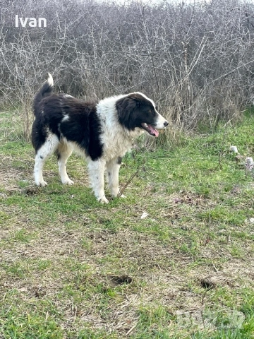 Каракачанка мъжко