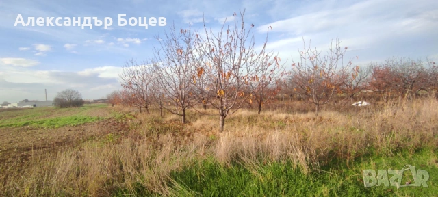 с. МАРКОВО- ЧЕРЕШОВА ГРАДИНА до борсата първенец, снимка 6 - Земеделска земя - 49249971