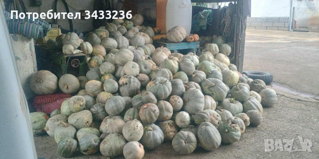 Бели тикви български , снимка 1