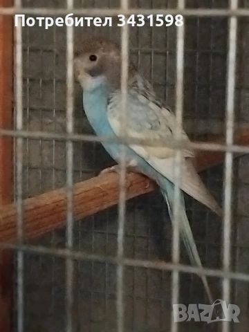 вълнисто папагалче