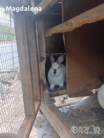 Калифорнийски зайчета , снимка 3 - Други - 51296656