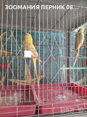 поен папагал мъжки и женски , снимка 1
