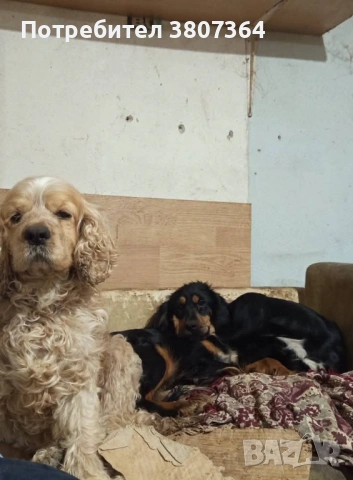 Американски Кокер шпаньол свободен за разплод , снимка 7 - Кокер шпаньол - 53486984
