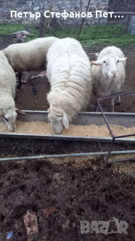 Асаф. Коч на едно мърлило., снимка 3 - Овце - 53178136