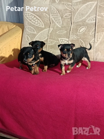 Пинчер мини 