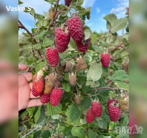 🍓🌱 Разсад ягоди и малини – подбрани сортове  Зимаме поръчки и неделя и събота     🍓 ЯГОДИ: 0.30€ , снимка 5 - Секции и витрини - 53566134