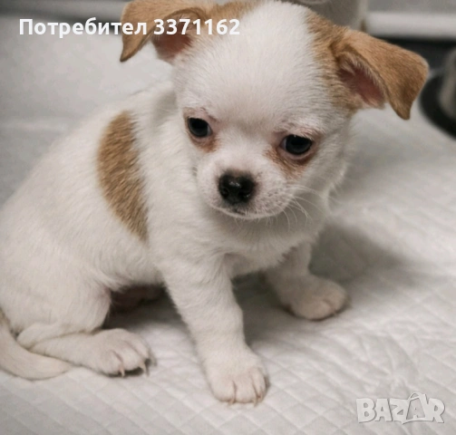  Чихуахуа, снимка 2 - Чихуахуа - 53384996