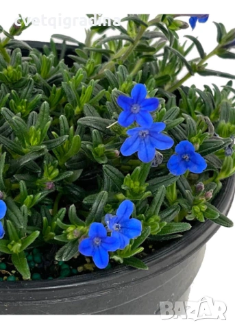 Lithodora diffusa Compact Blue (Литодора), снимка 2 - Градински цветя и растения - 53944089