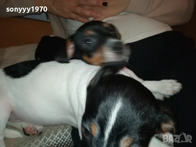 бебе джак-женско 2810251642, снимка 7 - Джак ръсел териер - 52213728