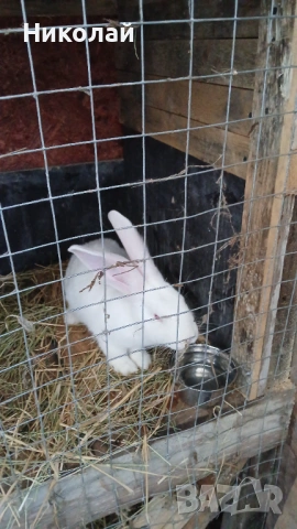 Продавам бял великан на три месеца, снимка 3 - Декоративни зайчета - 53785559