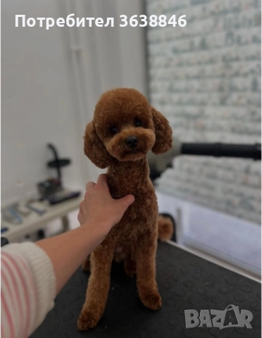 Той пудел, снимка 4 - Пудели - 51568574