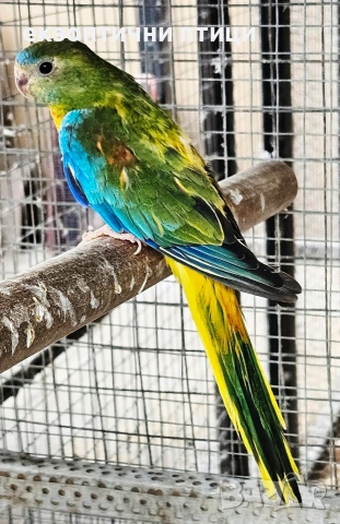 Продавам Двойка Неофеми, снимка 6 - Папагали - 53927992