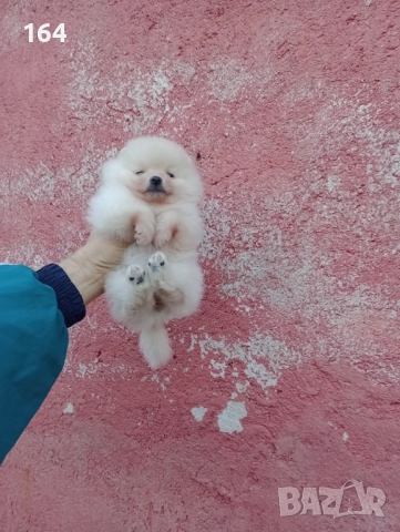 Малък Шпиц - Померан. Снимки от днес, снимка 2 - Померан - 52874429