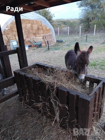 Мъжко магаре, снимка 4 - Коне - 53925143