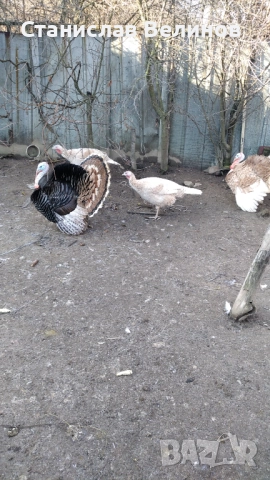 Продавам пуйки 