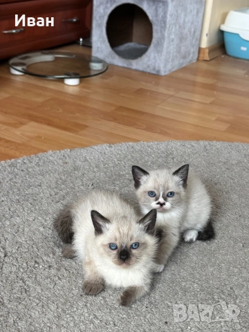 породисти котенца, снимка 7 - Персийска - 53830751