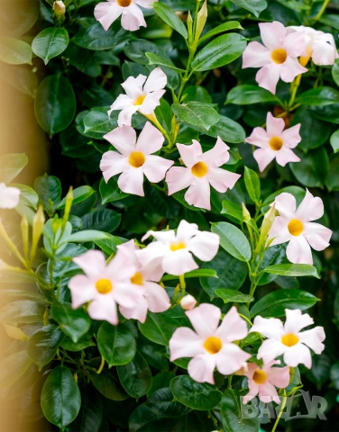 Дипладения Мандевила бяла 95 см