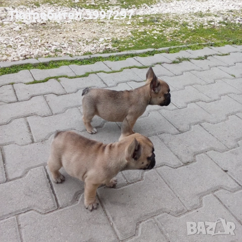 Вече с две ваксини и обезпаразитени многократно 