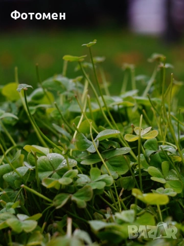 Зенит 11 с Хелиос 44-2, снимка 3 - Обективи и филтри - 54008977