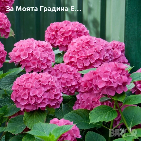 Хортензия макрофила, снимка 4 - Градински цветя и растения - 54032654